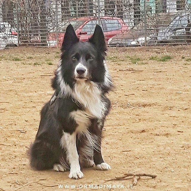 Wally vi augura buon weekend! Ricordate...#stateacasa 😉🐾
#dogsittertorino #dogsitter #dogwalker #dogwalkertorino #dogsittinglife #torino #dogofinstagram  #igerstorino #dogstagram #dogoftheday #instagramdogs  #dog #cane #peloso #meglioicani #passeggia… ift.tt/2Qf2cop