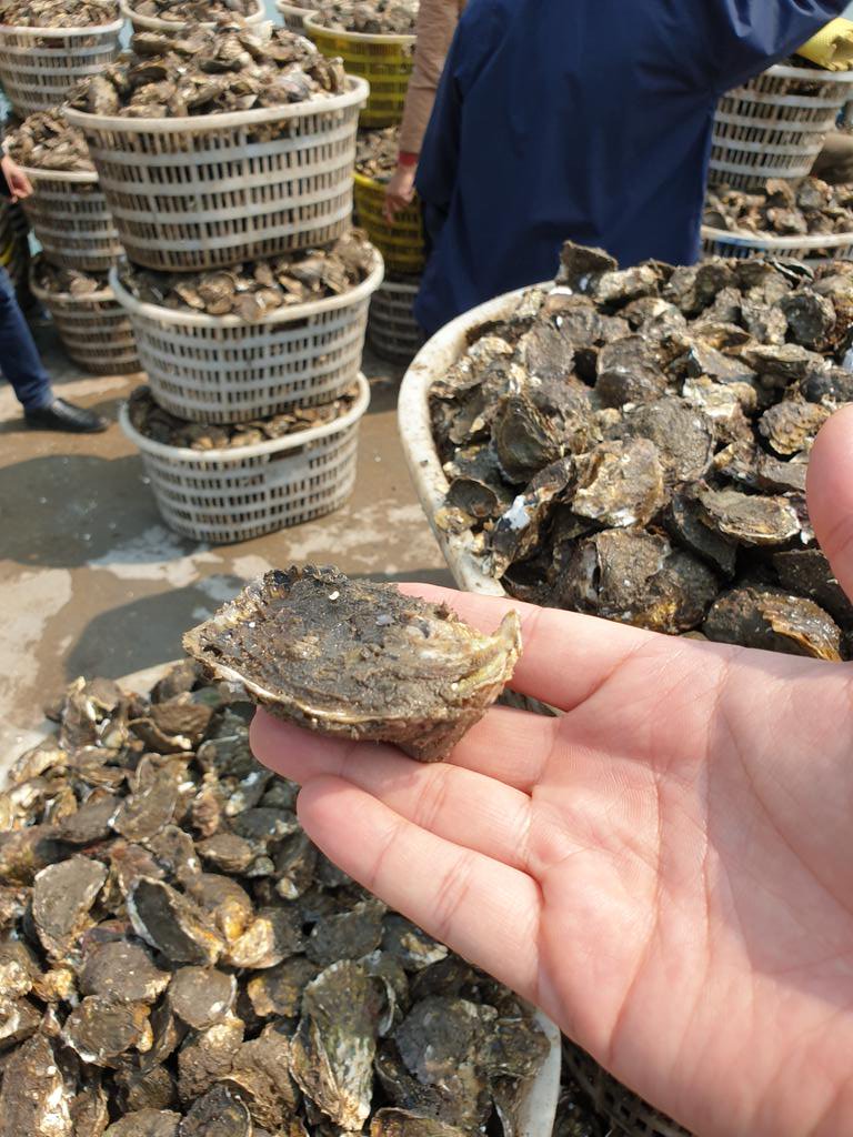 Good oyster harvest 😀