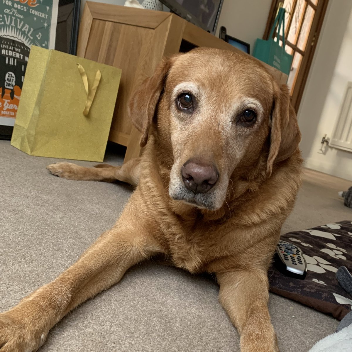 These girls are my best in show #Crufts #crufts2020