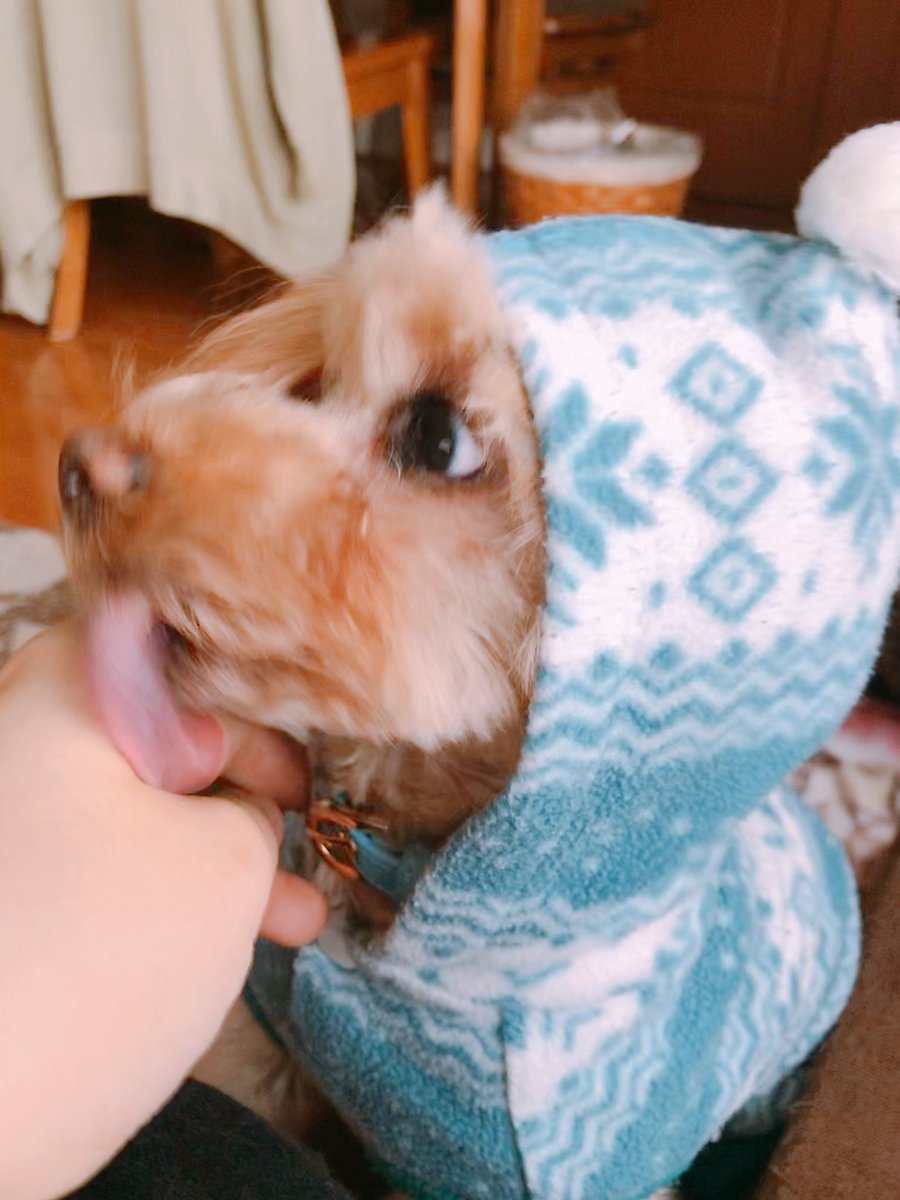だこは原稿やりたい V Twitter ハイエナのような顔で永遠に手を舐めてくるモモさん だこは原稿やりたい V Twitter ハイエナのような顔で永遠に手を舐めてくるモモさん
