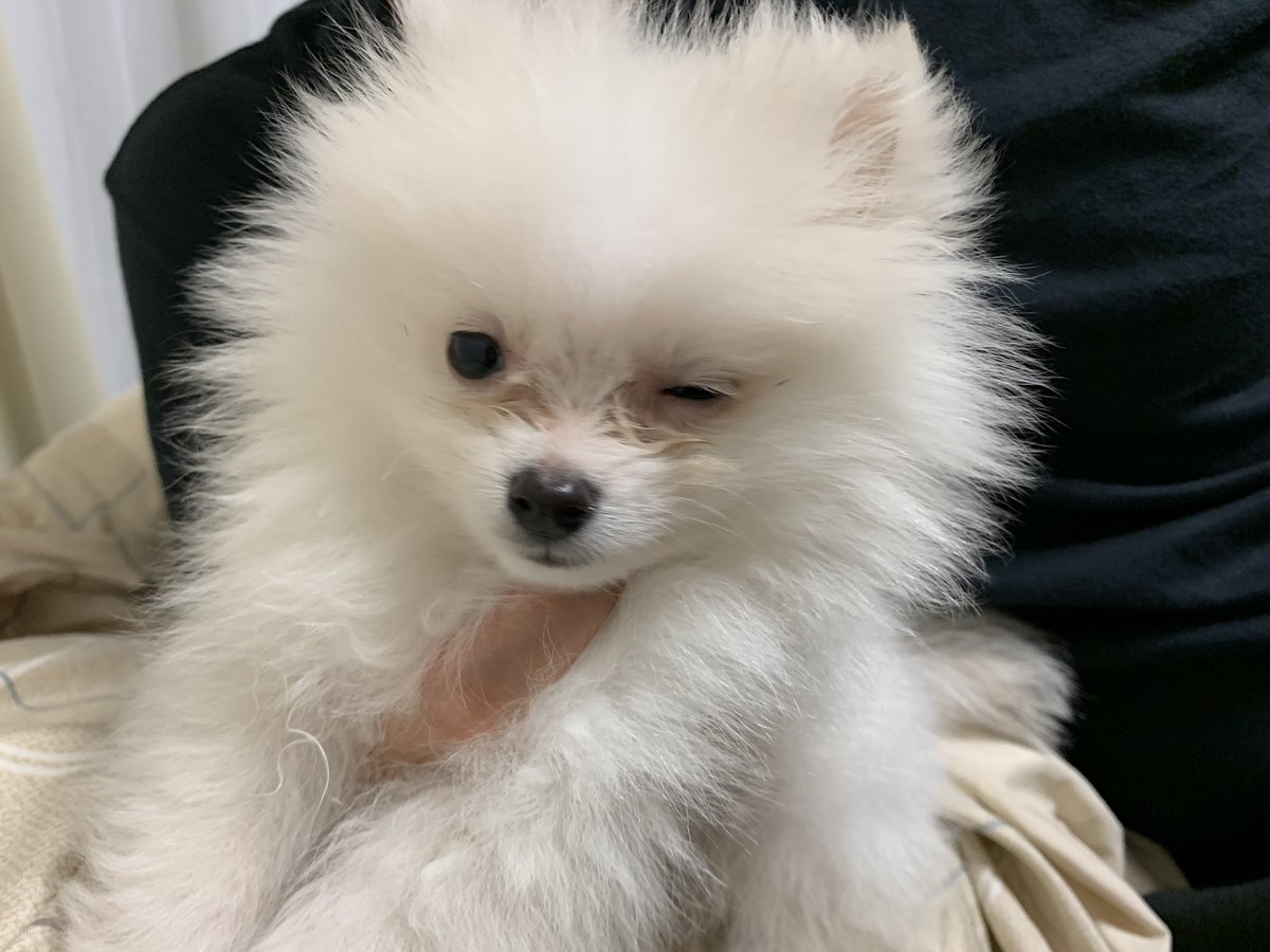 ポメラニアン テオ 写真眺めてたらテオくんウィンクしてた 犬のいる暮らし 犬のいる生活 犬 イッヌ もふもふ 赤ちゃん 赤ちゃんのいる生活 天使 動物の赤ちゃん 動物好きな人と繋がりたい 犬好きさんと繋がりたい 犬好きな人と繋がりたい