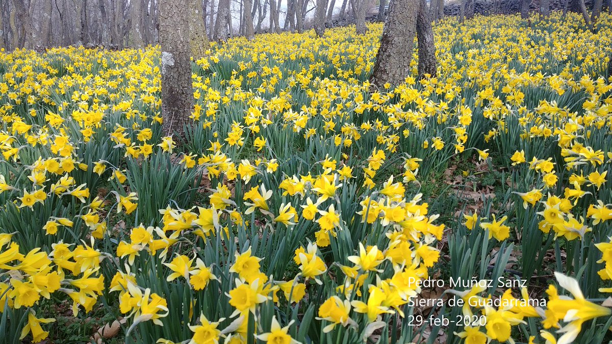 IGeociencias's tweet photo. La #SierradeGuadarrama se ha cubierto de narcisos silvestres.
#GumNet
https://t.co/RSd8uS2Mn3 https://t.co/UUvV359txw