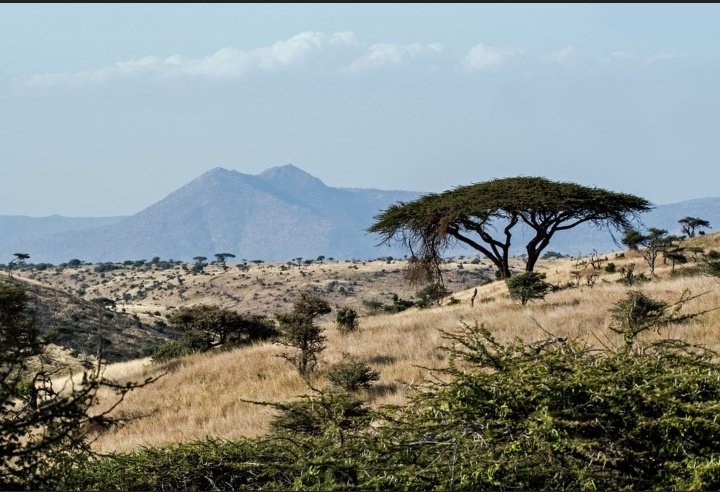 Did you know Gum arabic is a hardened sap found on the various species of Acacia trees?

#acaciaepzlimited