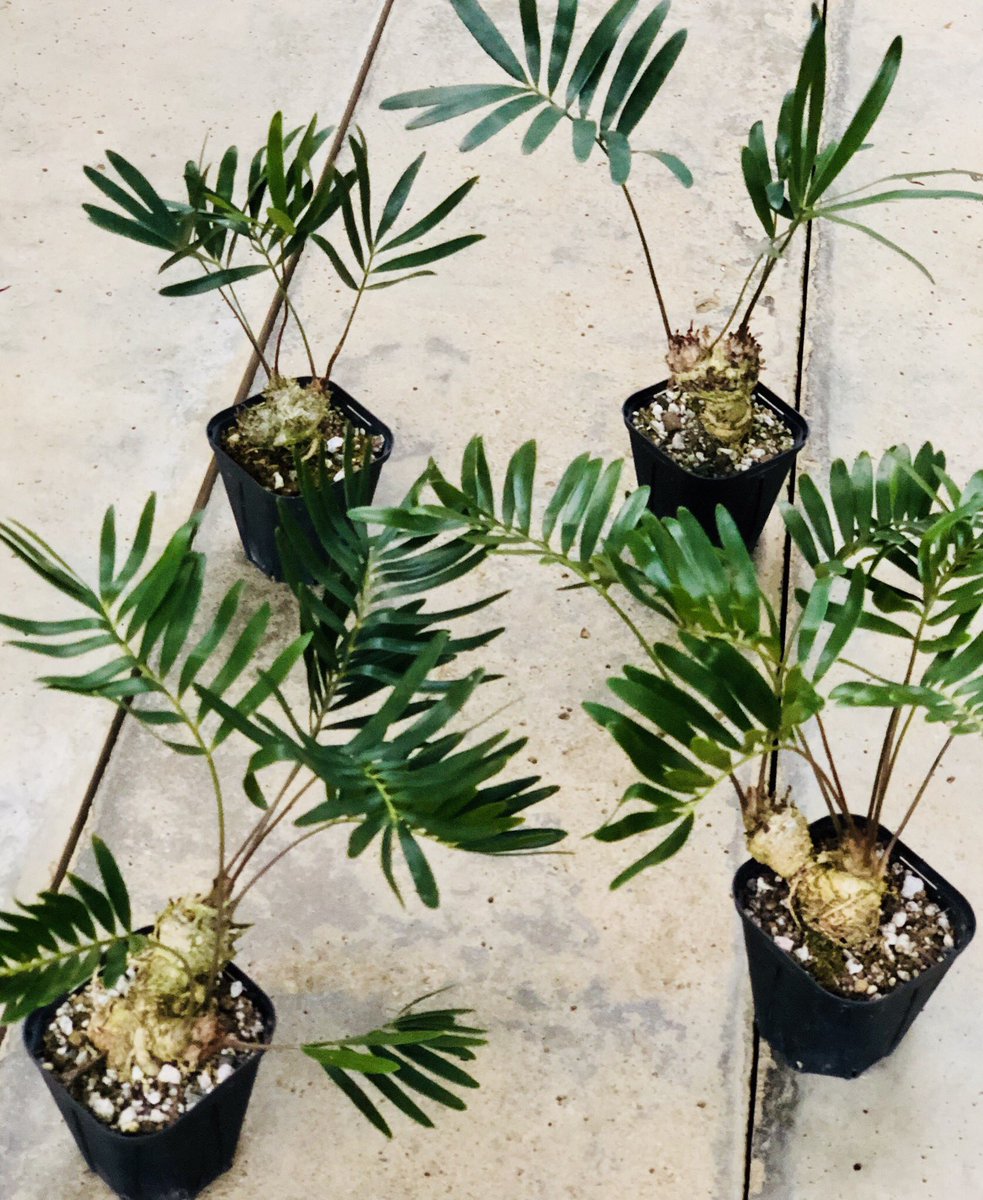 Eastgarden Na Twitteru ザミア フロリダーナの珍株です 経年を思わせる雰囲気のあるクランプ株ぞろいです こういうのはなかなかありません 社長が厳選セレクトして仕入れてきた数量限定の商品です オススメ ザミア ザミアフロリダーナ ソテツ 珍株