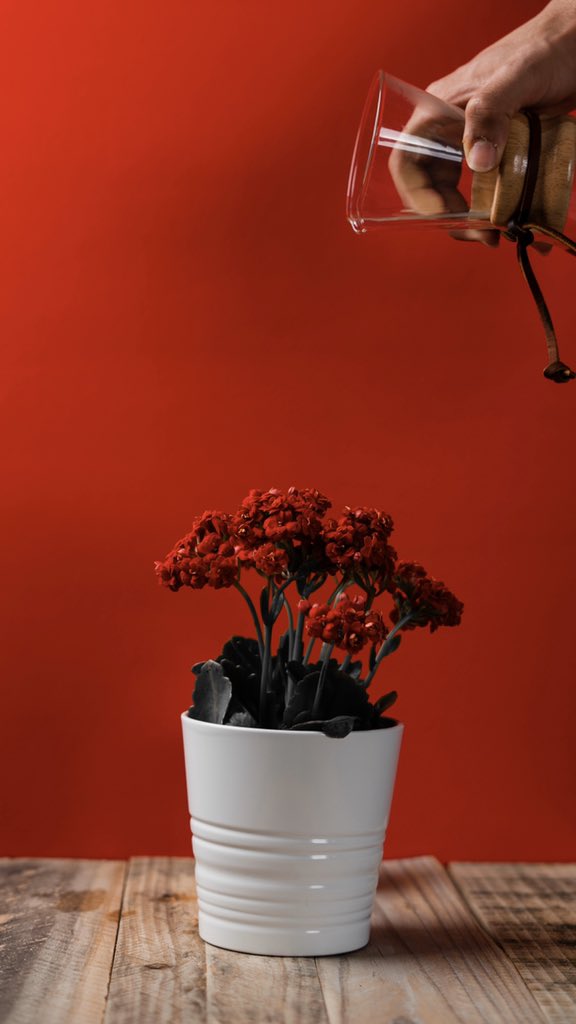 Photography Tip (9)Colorsاستعمال لون واحد للخلفية وخلق تباين في الصورة وجعل عنصر واحد هو العنصر الأساسي