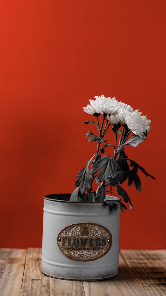 Photography Tip (9)Colorsاستعمال لون واحد للخلفية وخلق تباين في الصورة وجعل عنصر واحد هو العنصر الأساسي