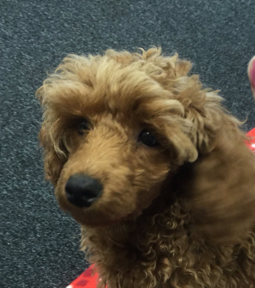 Tänään viestinnän opiskelijat pääsivät tutustumaan viestintätoimiston arkeen. Mieleen jäi paitsi toimistokoira Penni, myös paljon työkaluja viestinnän ammattilaiselle:
⚡️Itseohjautuvuus
⚡️Asenne
⚡️Luovuus
Kiitos inspiroivasta päivästä <a href="/Cocomms/">Cocomms</a>!✨ <a href="/ydinviesti/">Ydinviesti</a> #toimistopäivä2020