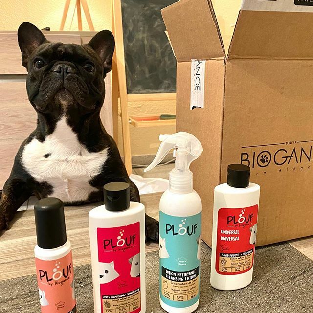 LooperFrenchie's tweet photo. Trop cool ! Regardez ce que j’ai reçu ! 🤗 
Des spray et shampoings 🧴 pour avoir le poil qui sent bon et qui brille ⭐️ 🤨 Et j’entends encore du bruit au fond du carton... Qu’est ce que ça peut être...? https://t.co/9YpLAMgTMT https://t.co/qZ188oY16W