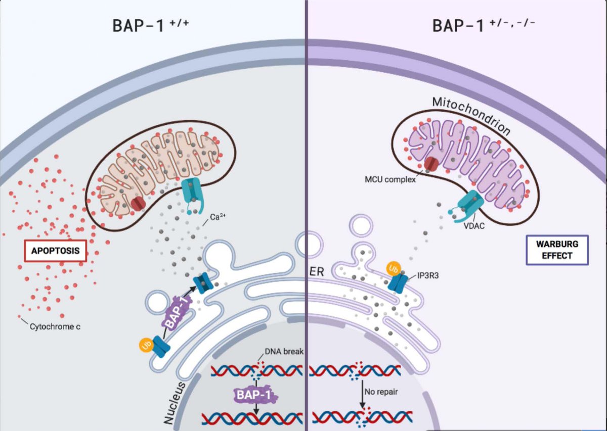 JournalofExper1's tweet image. New Publication on jeccr.biomedcentral.com
From single gene analysis to single cell profiling: a new era for precision medicine.

#Biomarkers #SingleCell #FunctionalOmics #TumorProfiling
#PersonalizedTherapy

Have a look at the Meeting Report &amp;gt;&amp;gt;&amp;gt; jeccr.biomedcentral.com/articles/10.11…