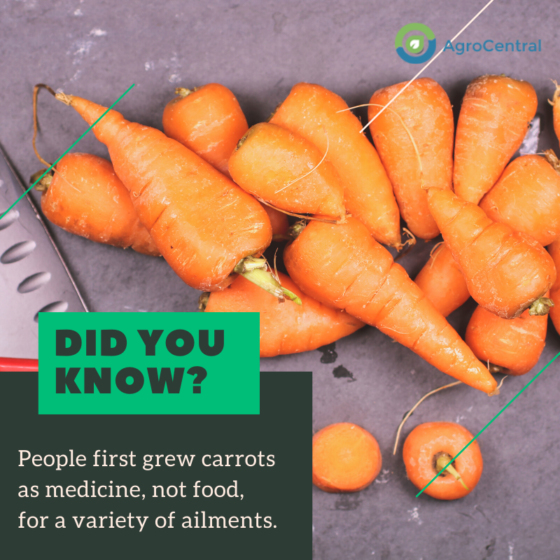 People first grew carrots as medicine, not food, for a variety of ailments.