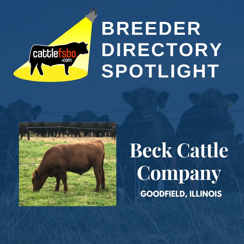 Happy Friday! Today we are highlighting Beck Cattle Company in Goodfield, Illinois. Check out their profile and post your own ranch to our breeder directory! #Cattle #CattleForSale #CattleFSBO #FeatureFriday #Angus #RedAngus