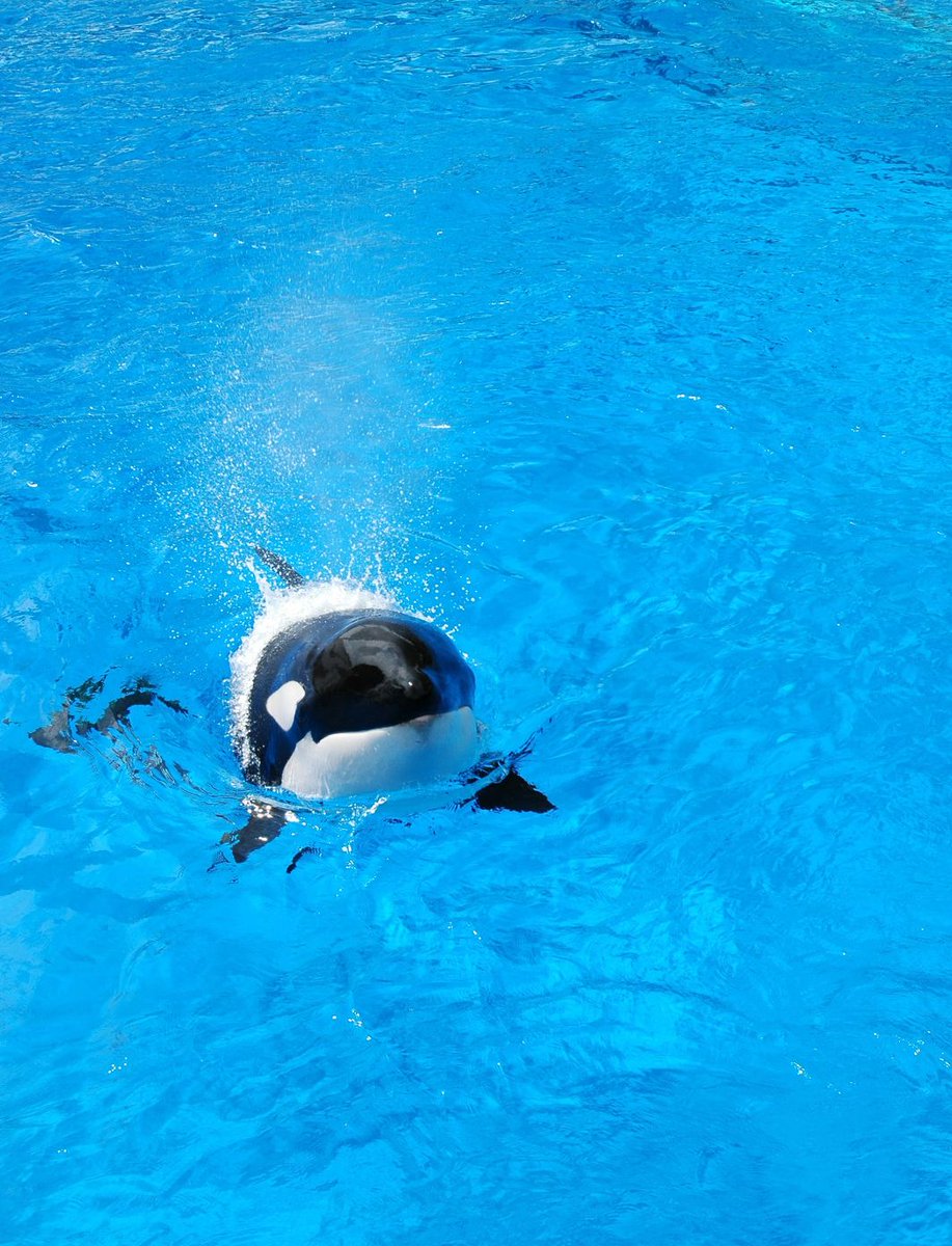 ট ইট র 雪野 名古屋港水族館 シャチ 名古屋港水族館 16 場所によっては こういう角度で撮影が可能でした ট ইট র 雪野 名古屋港水族館 シャチ 名古屋港水族館 16 場所によっては こういう角度で撮影が可能でした