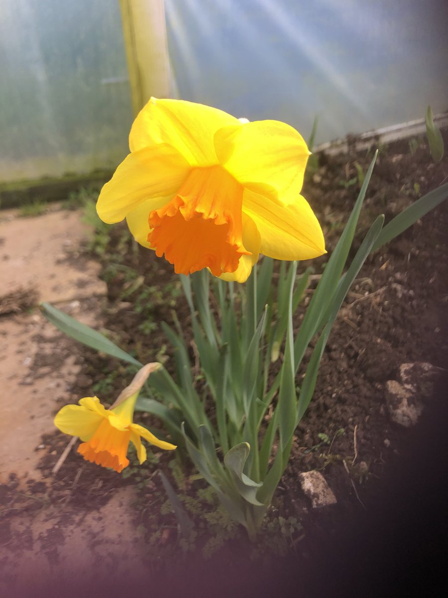 So slow on the East coast with the temperature but things are changing this week #springtime #yorkshireflowers