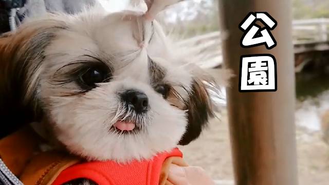 こまちのおうち Youtubeにて動画を投稿しました 是非観てください 公園part2 白鳥とカモ Park Part2 生後5ヶ月 シーズー 犬 子犬 Shih Tzu Dog Puppy T Co Ezrsxmlepw Youtube シーズー Shihtzu 犬 仔犬 犬好きさんと