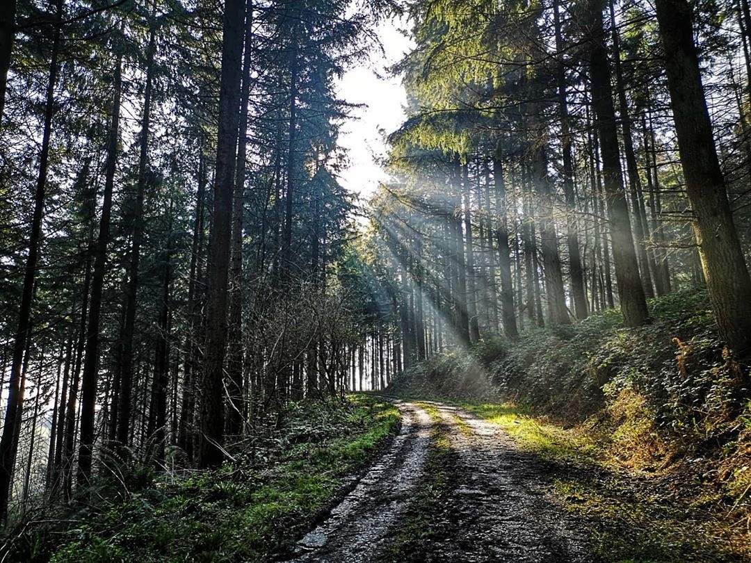 cazzlebrook's tweet photo. Stunner of a day here in #herefordshire - lifts the spirits, gorgeous walk this morning out at Hoarwithy 😍 #thatlightthough https://t.co/l1DJxy81Ym