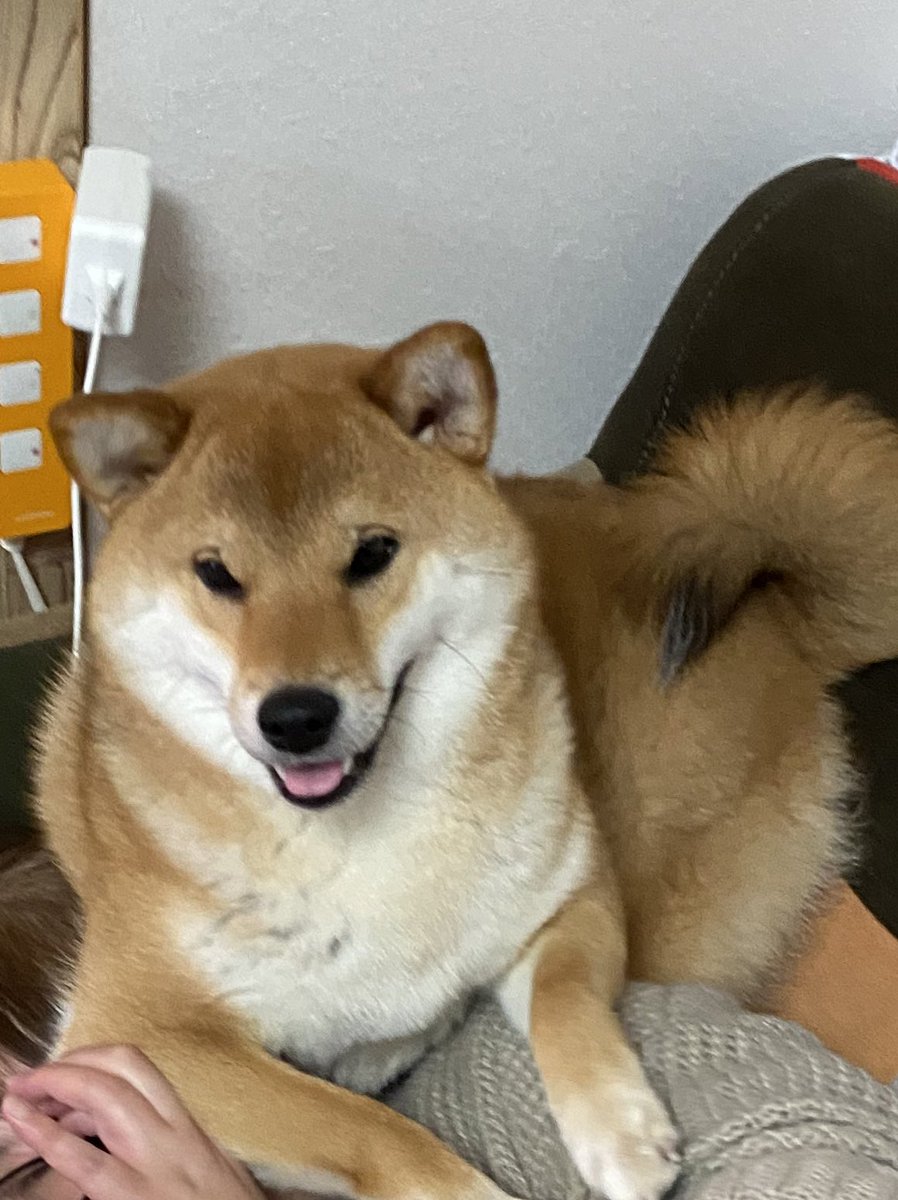 柴犬モコモコのもこ Moco Shiba0226 Twitter 柴犬モコモコのもこ Moco Shiba0226 Twitter