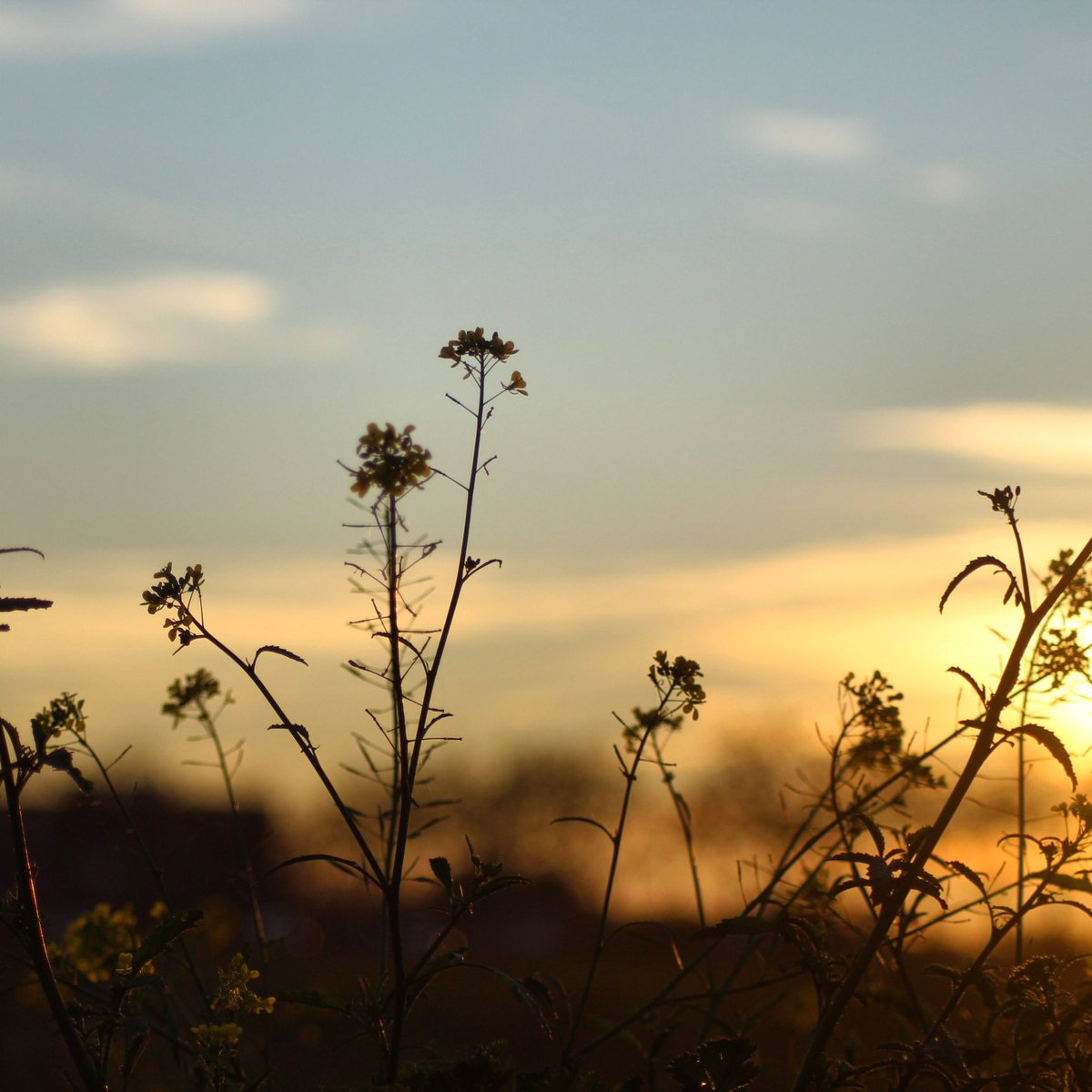 WalisonSL's tweet image. Diplotaxis catholica