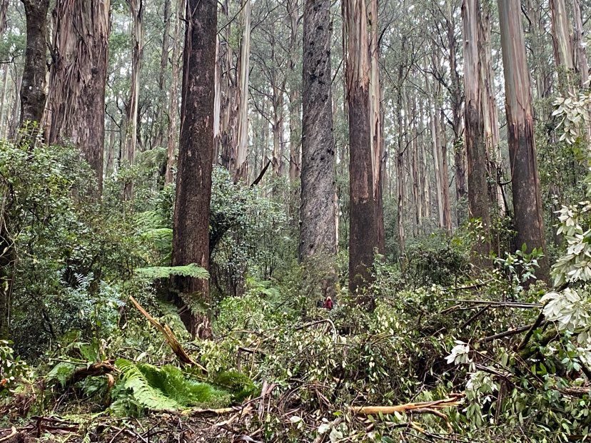 Omg! Look at the size of the person at the base of the tree in the centre. Seriously zoom in. VicForests have started trashing the base of these giants in preparation for logging. Not old growth? #zinger @JaclynSymes @DanielAndrewsMP @LilyDAmbrosioMP #springst