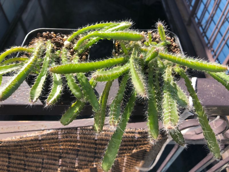 Suginami_etc's tweet photo. ウチの実生 #Hylocereus #undatus 

言い換えると #ドラゴンフルーツ 

接木の台木にすべく育成中だけどいつになるやら♪ https://t.co/dIunOlAu3Z