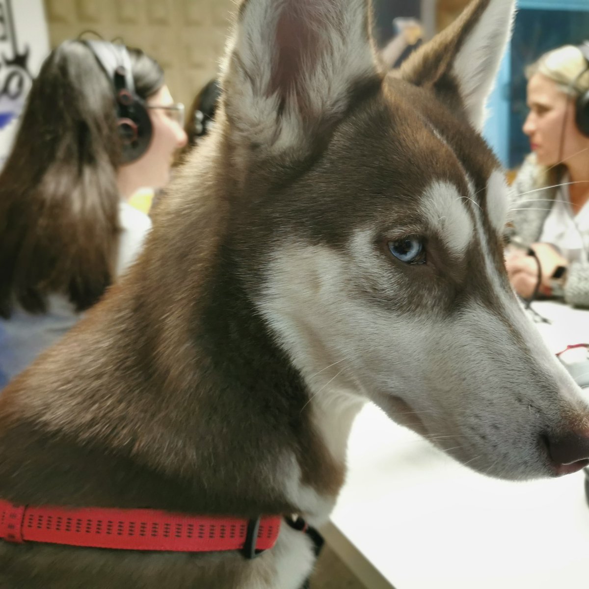 Arialcan's tweet photo. Bueeeenos días.

Anoche tocó radio.
Y tan feliz. 😍🐾😍🐾😍🐾

#perros #perrosfelices #perroseninstagram #perroinfluencer #gatos #gatosfelices #dog #cat #lovesdog #amorperruno #arialcan #animals #adiestramiento #lovescat #niñosyanimales #dietabarf #alimentacionperrosgatos https://t.co/zjsgytMAt0