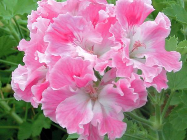 In need of a flower fix!