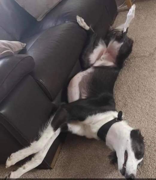 🐾Frazer_FFH🐾 tweet media