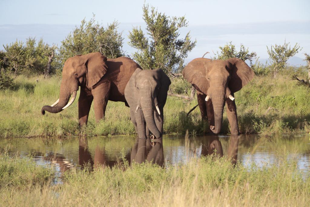 Marloth Restaurant (@amazingkruger) on Twitter photo 