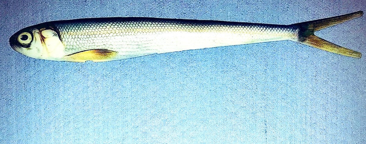 Nextgen Baits Inc tweet media