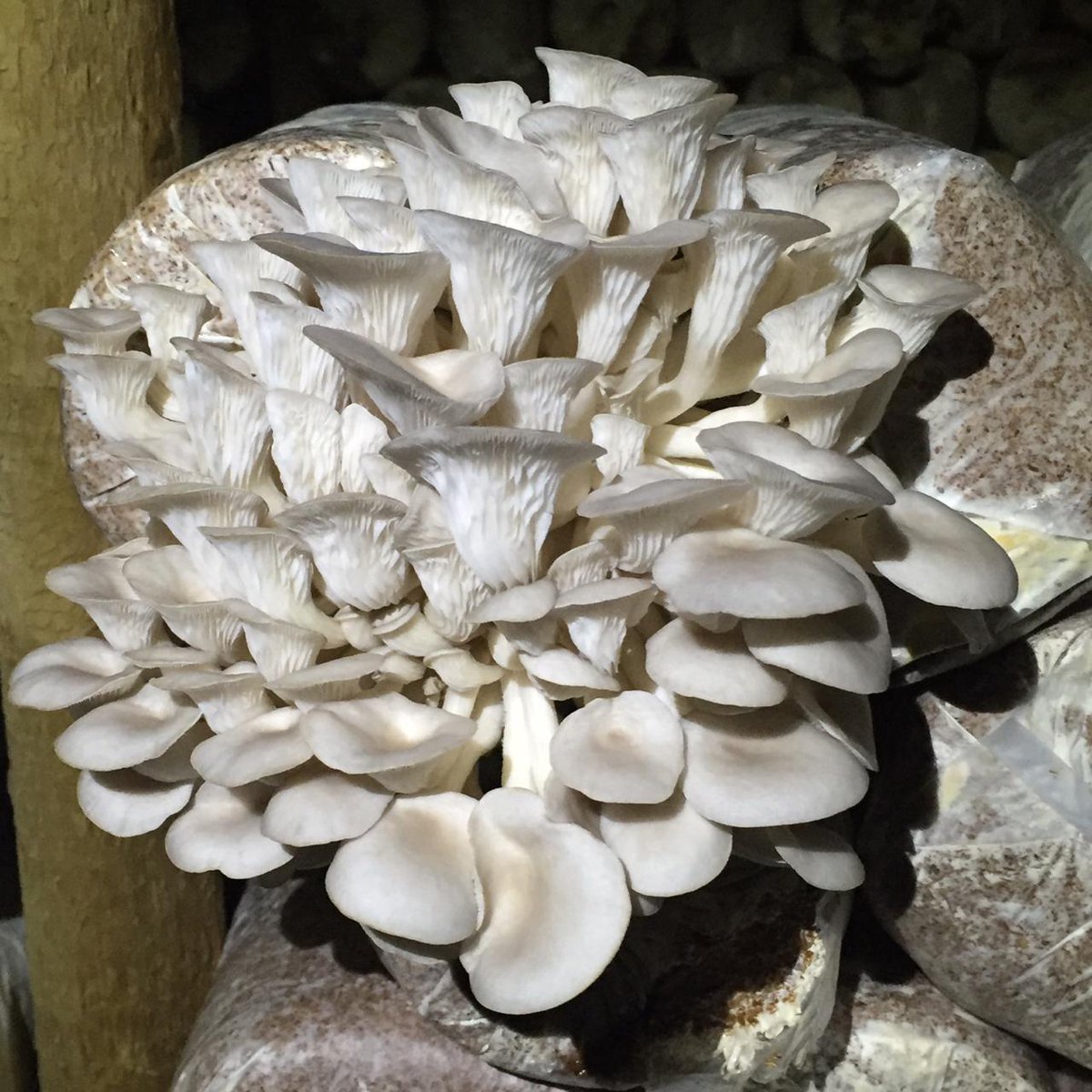 alfra_cox's tweet photo. Beautiful #exotic #mushrooms @ElginRailwayMkt this weekend #VeggieGirls https://t.co/f1JXcFK37l