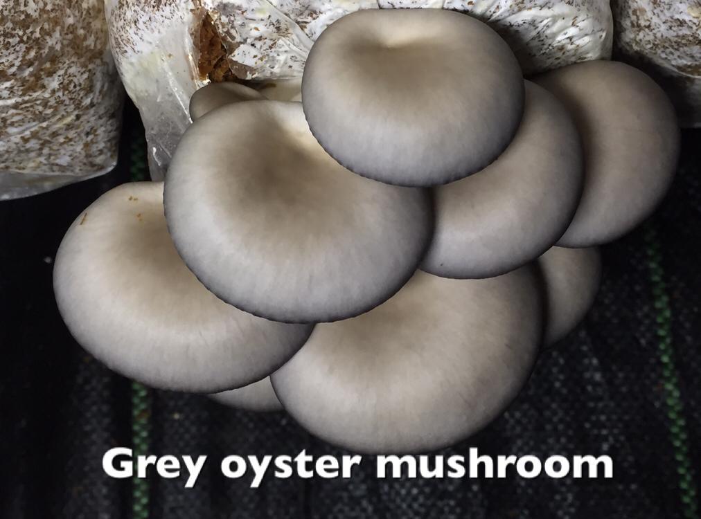 alfra_cox's tweet photo. Beautiful #exotic #mushrooms @ElginRailwayMkt this weekend #VeggieGirls https://t.co/f1JXcFK37l
