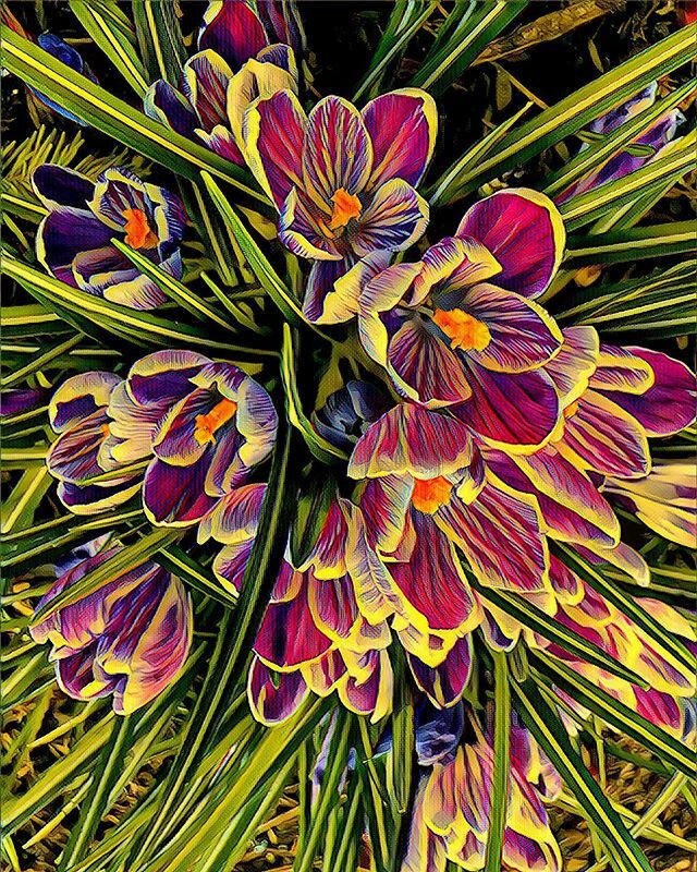 farnia22's tweet photo. A cluster of crocus... #thechroniclesoffarnia #thingssoamazeme #magic #wonder #art #texture #color #crocus #spring #flowers #stripes #jubilation https://t.co/HSqOHs5v51 https://t.co/CLJtdA616F
