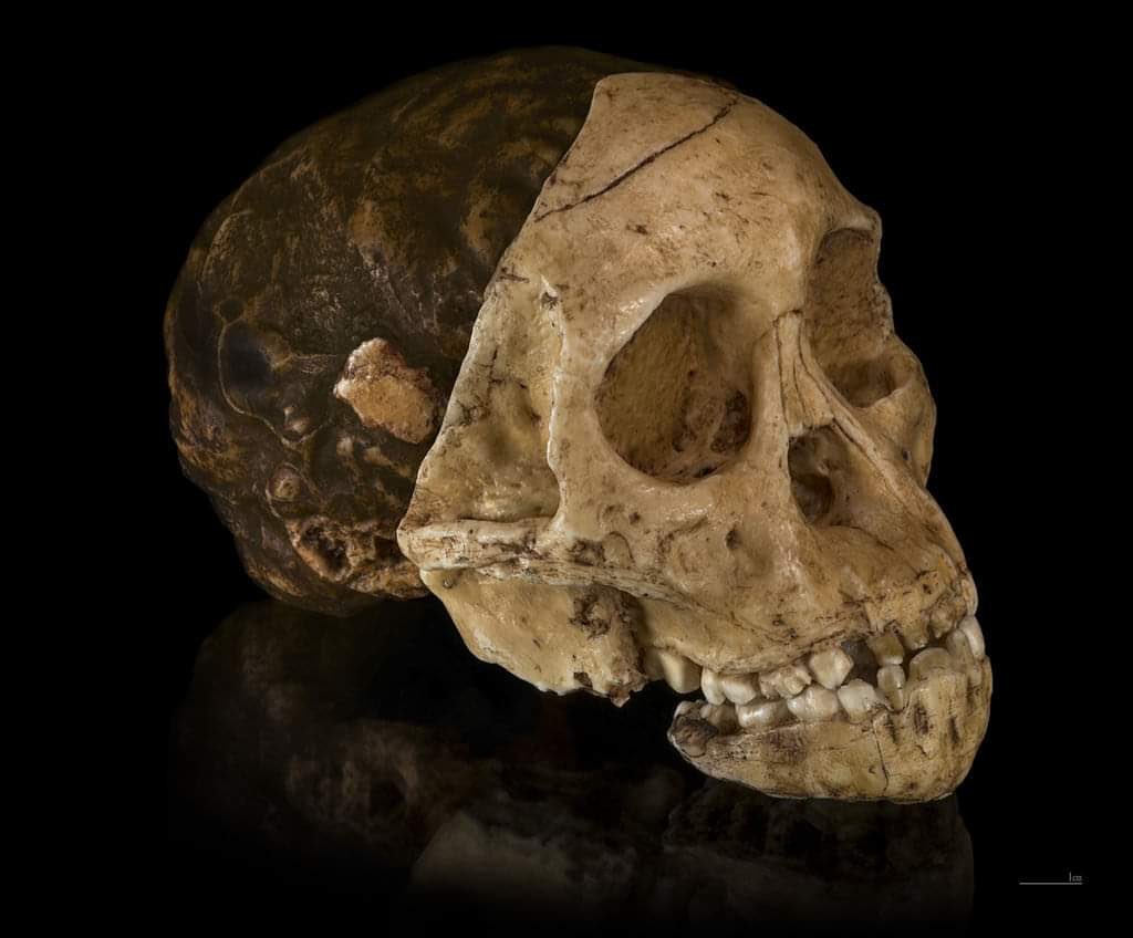 GENUS (@genuspalaeo) on Twitter photo Reminder on this #FossilFriday that we are giving away a Taung Child cast!
To enter please fill out our #scicomm survey: forms.gle/dbgsVunGbL2jgJ…
Leave your name and email address to be entered into the draw!
<a href="/NRF_News/">National Research Foundation of South Africa</a> <a href="/NRF_SAASTA/">SAASTA</a> <a href="/Qafzeh/">PaleoAnthropology+</a> Reminder on this #FossilFriday that we are giving away a Taung Child cast!
To enter please fill out our #scicomm survey: forms.gle/dbgsVunGbL2jgJ…
Leave your name and email address to be entered into the draw!
<a href="/NRF_News/">National Research Foundation of South Africa</a> <a href="/NRF_SAASTA/">SAASTA</a> <a href="/Qafzeh/">PaleoAnthropology+</a>
