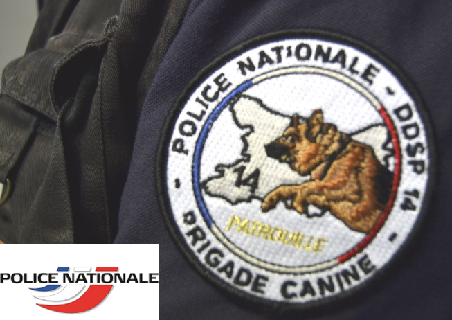 PoliceNat14's tweet photo. [#SaviezVousPolice]Un chien policier a un matricule. La loi le protège au même titre qu’une personne dépositaire de l’autorité publique. Chien et policier forment un binôme. https://t.co/pH1lC4GxlR