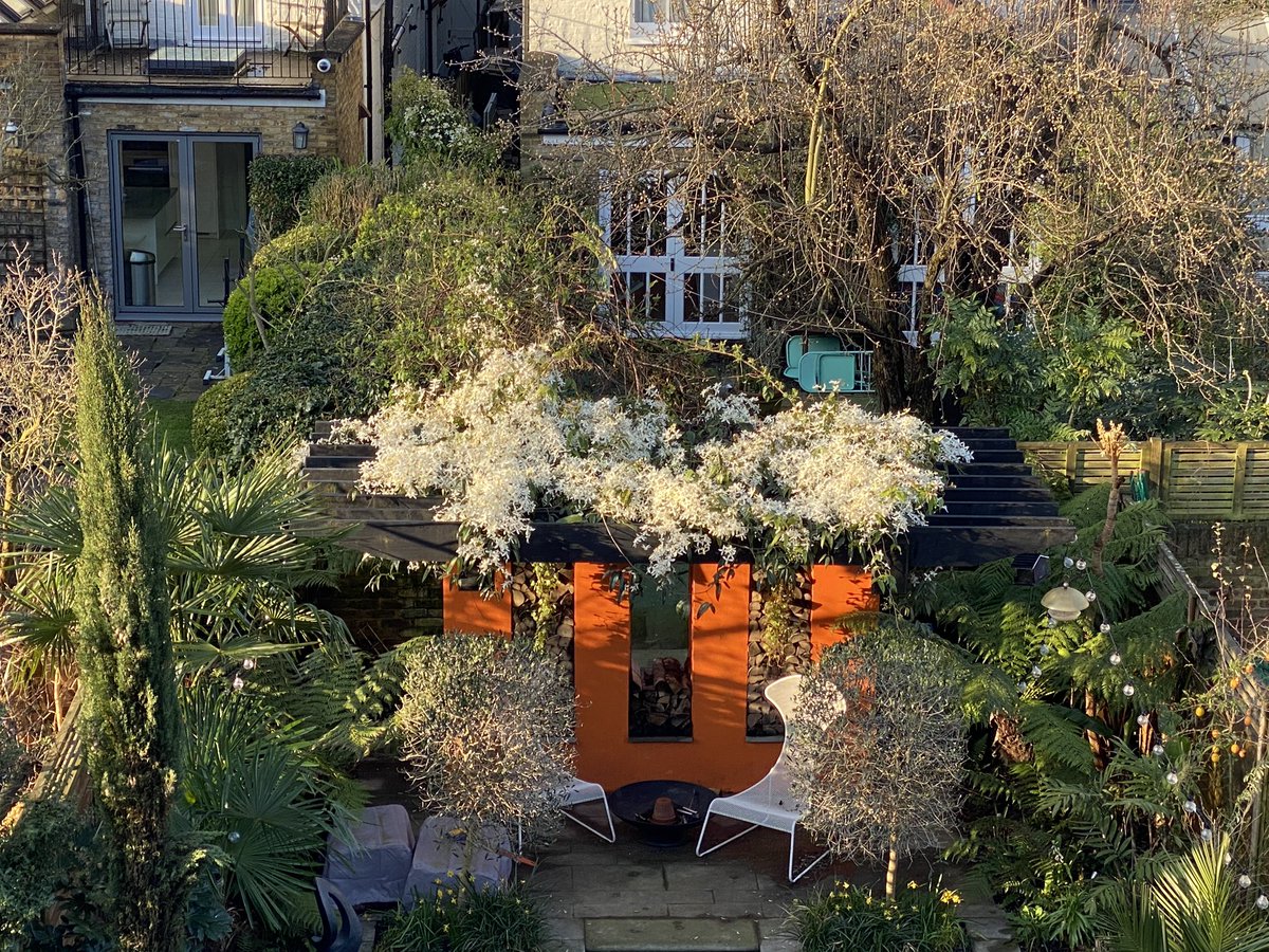 PaulHGardens's tweet photo. Finally some sunshine to show off our stunning winter flowering Clematis #clamatis #garden https://t.co/Tu915uwHOP