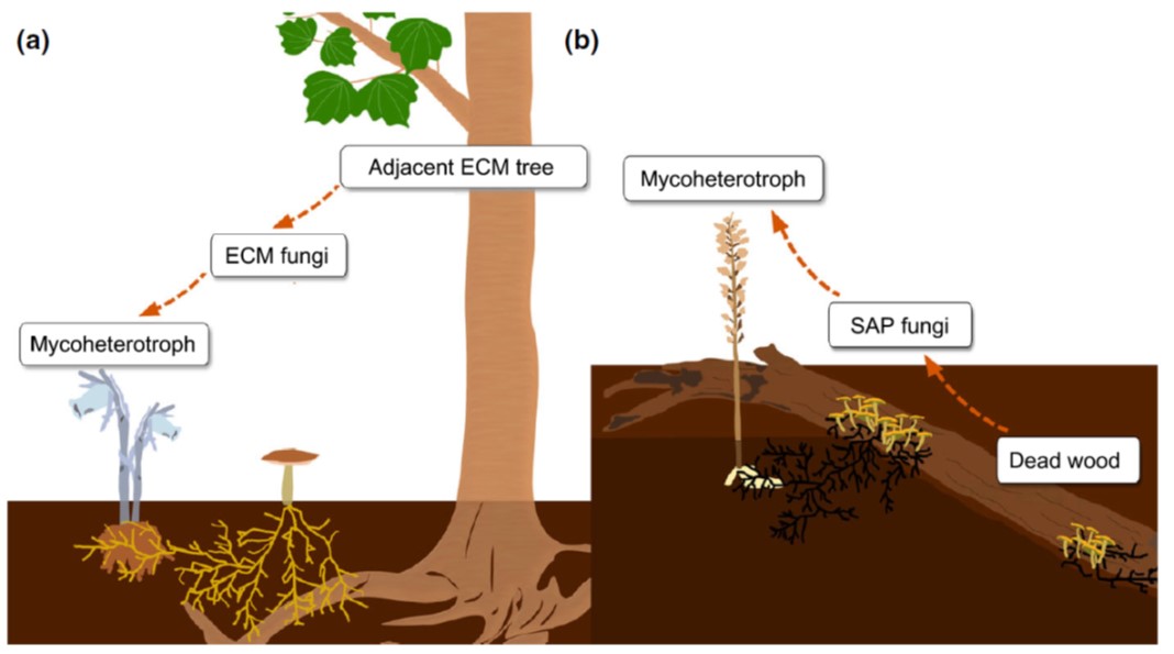 PlantTeaching's tweet photo. Plant Science Research Weekly https://t.co/sJi5f8mEwb
Mycorrhizal effects on ecology; PIF proteins; genome editing; phycobilisome structure; HY5 as activator; monkeyflower spots; hybrid necrosis; benefit of MLO; C for mycoheterotrophic orchids & warming effect on diversity https://t.co/11zJGWZUPa