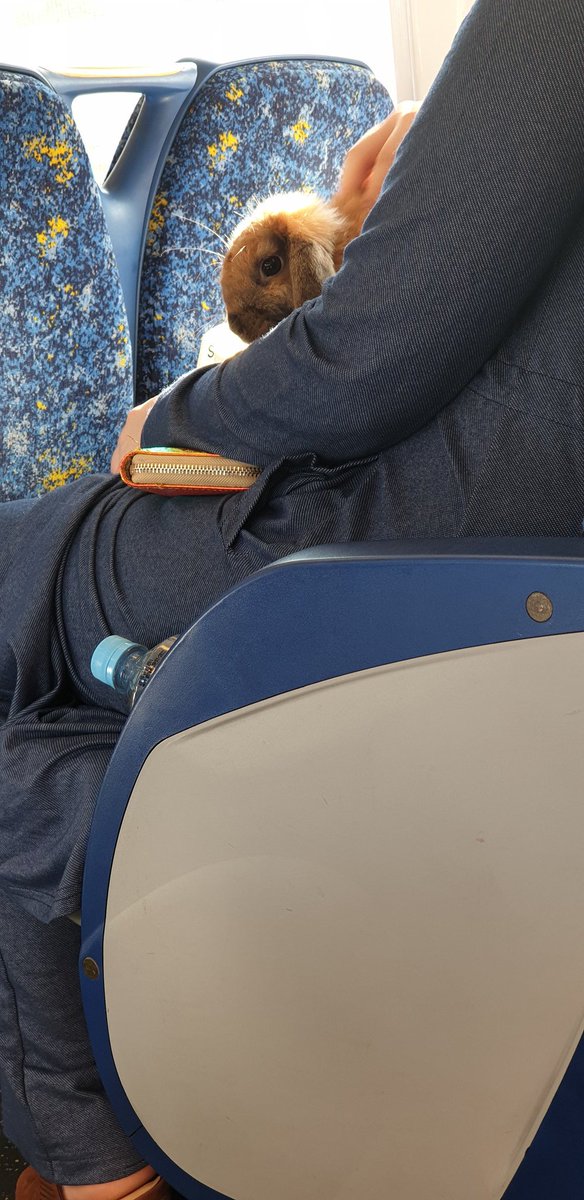 NiuOpinion's tweet photo. Look who I had the pleasure of travelling home with on the T5. Bugs in the morning and furry passengers in the afternoon #traingoals #t5 #sydneytrains https://t.co/wz1AbjP5Aw