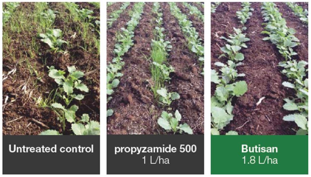 davidpollock764's tweet photo. The best Canola pre emergent herbicide on the Australian market for control of annual ryegrass available from your local reseller @BASF_Agro_Au https://t.co/SYEF1itOEQ