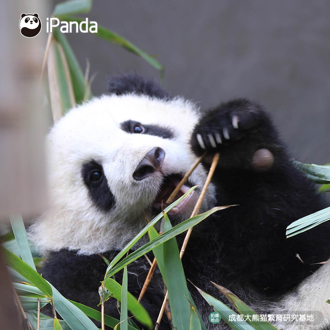 ipandacom's tweet photo. As a foodie, only food can make me happy! (Po’s elder baby)
吃竹子什麼的，最令熊開心啦！ （阿寶大仔）

#panda #giantpanda #animal #China #travel #ipanda #cute #Sichuan #animalphotography https://t.co/8GuDvCeTm8