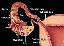 JaneWakahe's tweet photo. The phenomenal occurrence of sperm meeting egg (fertilization) happens in the fallopian tube. Joined together as one (sperm and egg) it takes it roughly two weeks to travel through the fallopian tube and land on the beautifully prepared sponge (endometrium) inside of the uterus. https://t.co/8aMTaA4FfK