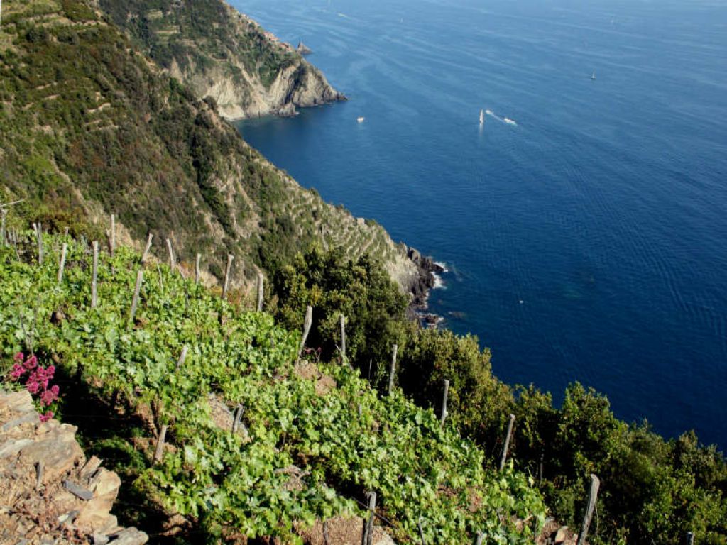 LiguriaWine's tweet photo. #Vino e #prodottitipici: primi dati negativi anche in #Liguria
L’ #emergenzasanitaria mette in crisi anche il comparto agroalimentare.  

#Coldiretti dice: “Basta psicosi” e l'ancia l'hastag  #mangiaitaliano

https://t.co/G7tlvouVH6
https://t.co/eWvv3Ov8LX https://t.co/eGuLWoLmPW