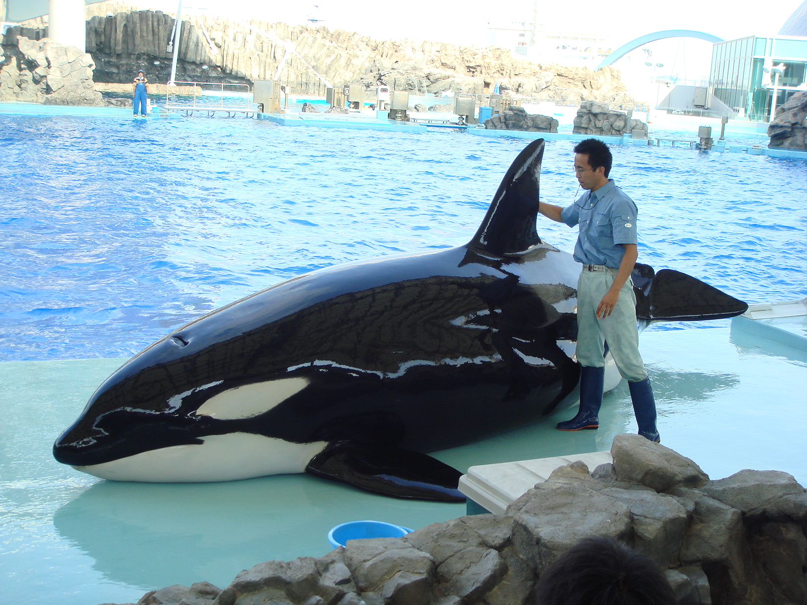 ট ইট র Haruka 杳 名古屋港水族館 シャチ クー 名港水のメインプールは 広さと深さがあるので 当時 トレーナーさん方は クーの背びれを曲げさせない運動の量と質を目指してらしたと伺ったでした メスなので オスのシャチよりは背びれが小さい