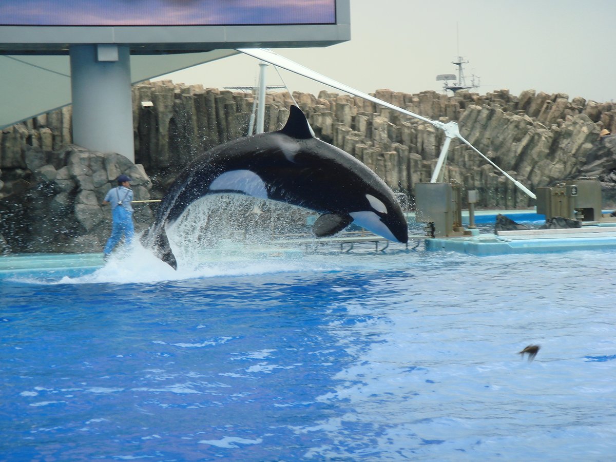 名古屋港水族館 #シャチ #クー 名港水のメインプールは、広さと深さが
