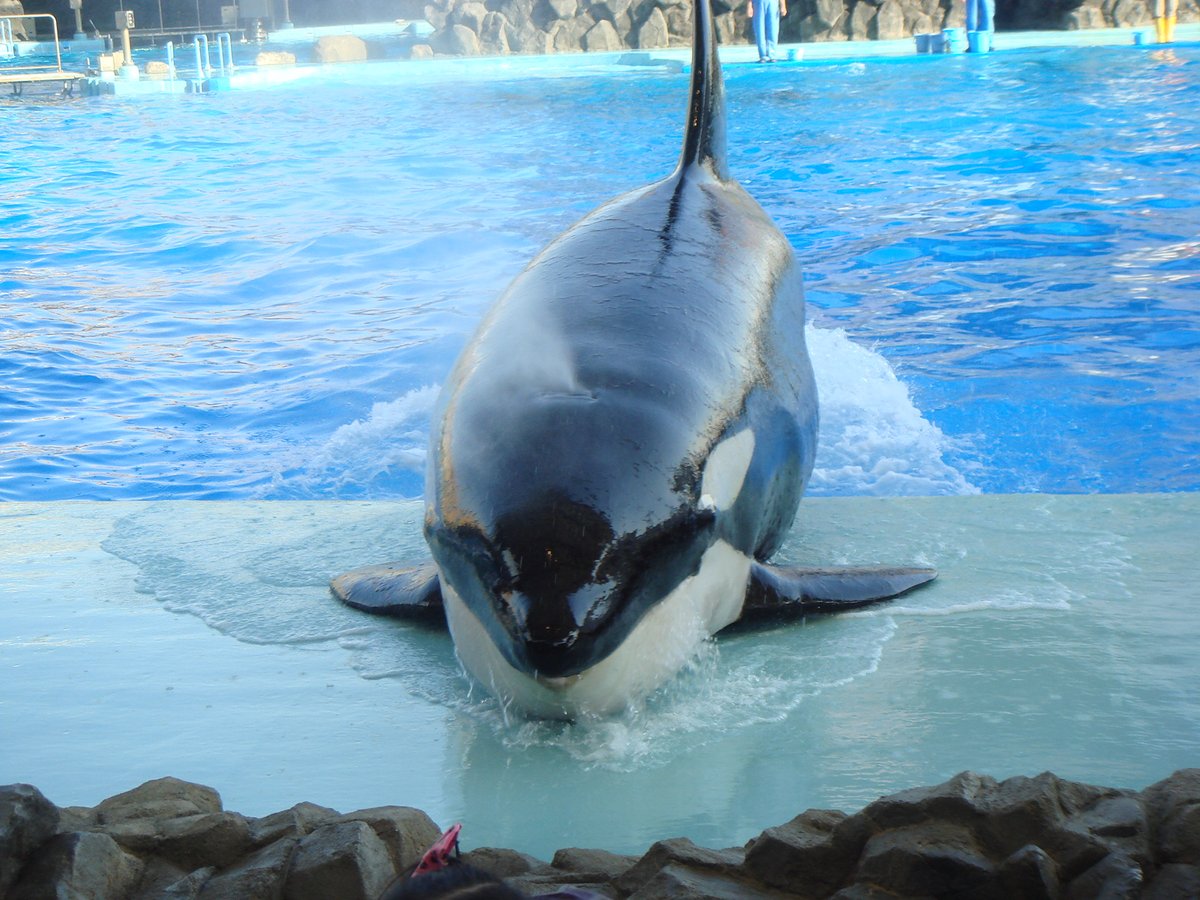 名古屋港水族館 #シャチ #クー 名港水のメインプールは、広さと深さが