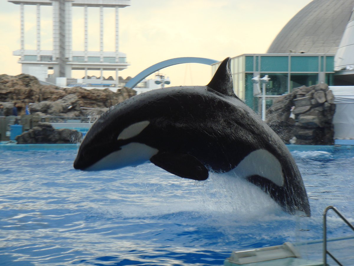名古屋港水族館 #シャチ #クー 名港水のメインプールは、広さと深さが