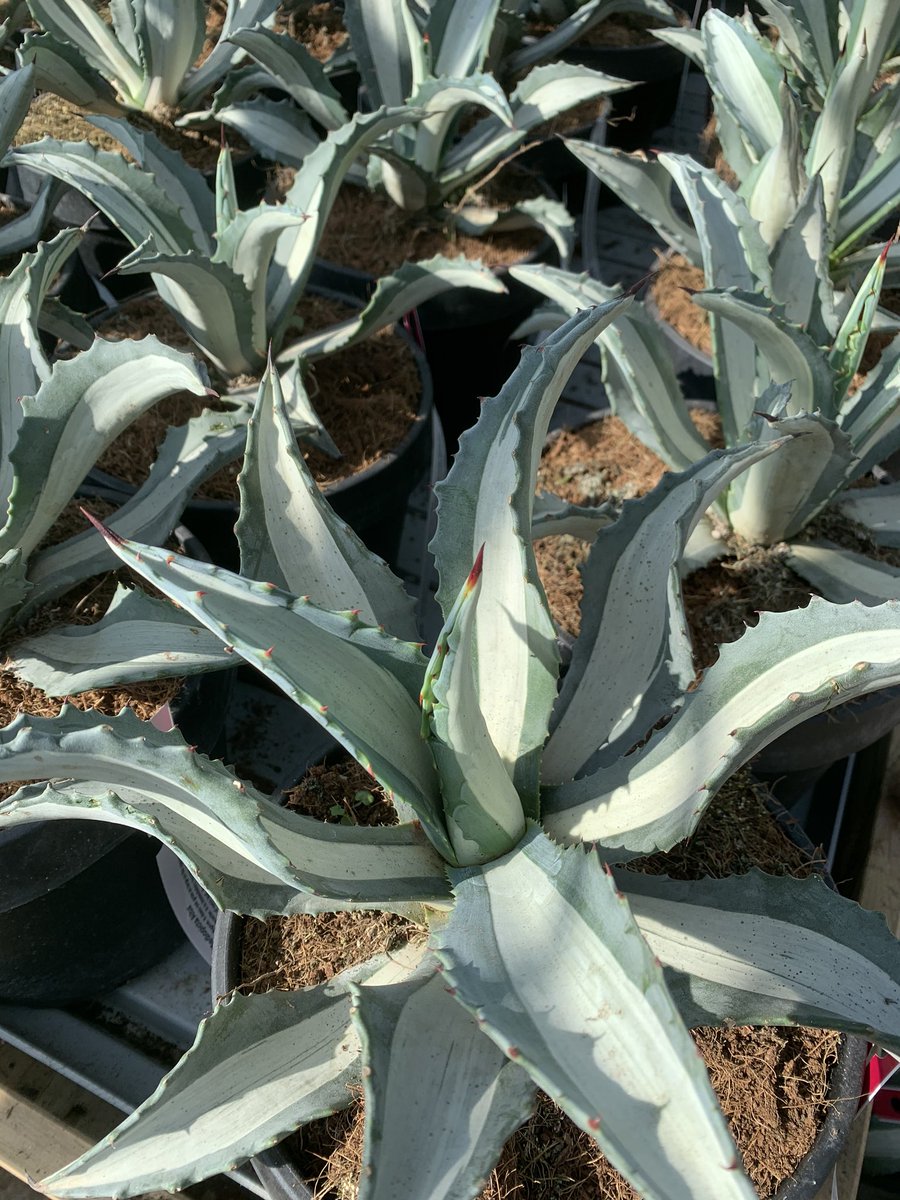 BruceBigPlant's tweet photo. Agave americana ‘Mediopicta Alba’ enjoying the sun today at Big Plant.
In fact all our succulents like us look happy!
#agave #succulentplants #cactus #bigplantnursery #hardyexotics https://t.co/PvREav7xDc