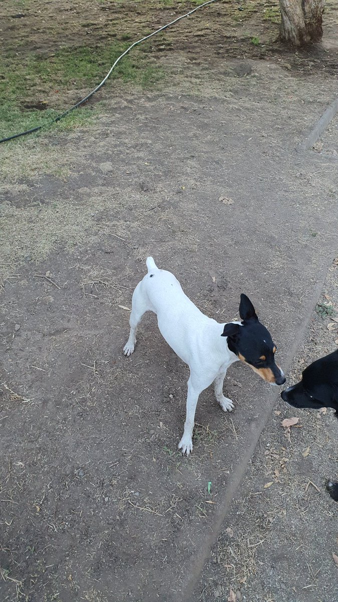 alexsebacc's tweet photo. Perrito fox terrier perdido en plaza augusto D'halmar @MuniNunoa #ñuñoa #augustod'halmar @RESCATECHILE @animaleschile @perroscl @perdidoschile @perrovuelve https://t.co/tANjvsi11F
