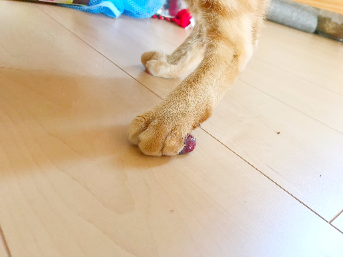 ゆあ レオンの肉球写真も載せておきます うちの子の肉球 なんか違うなと悩んでる飼い主さんに届きますように そして 同じ病気を見つけるきっかけにもなればと思います