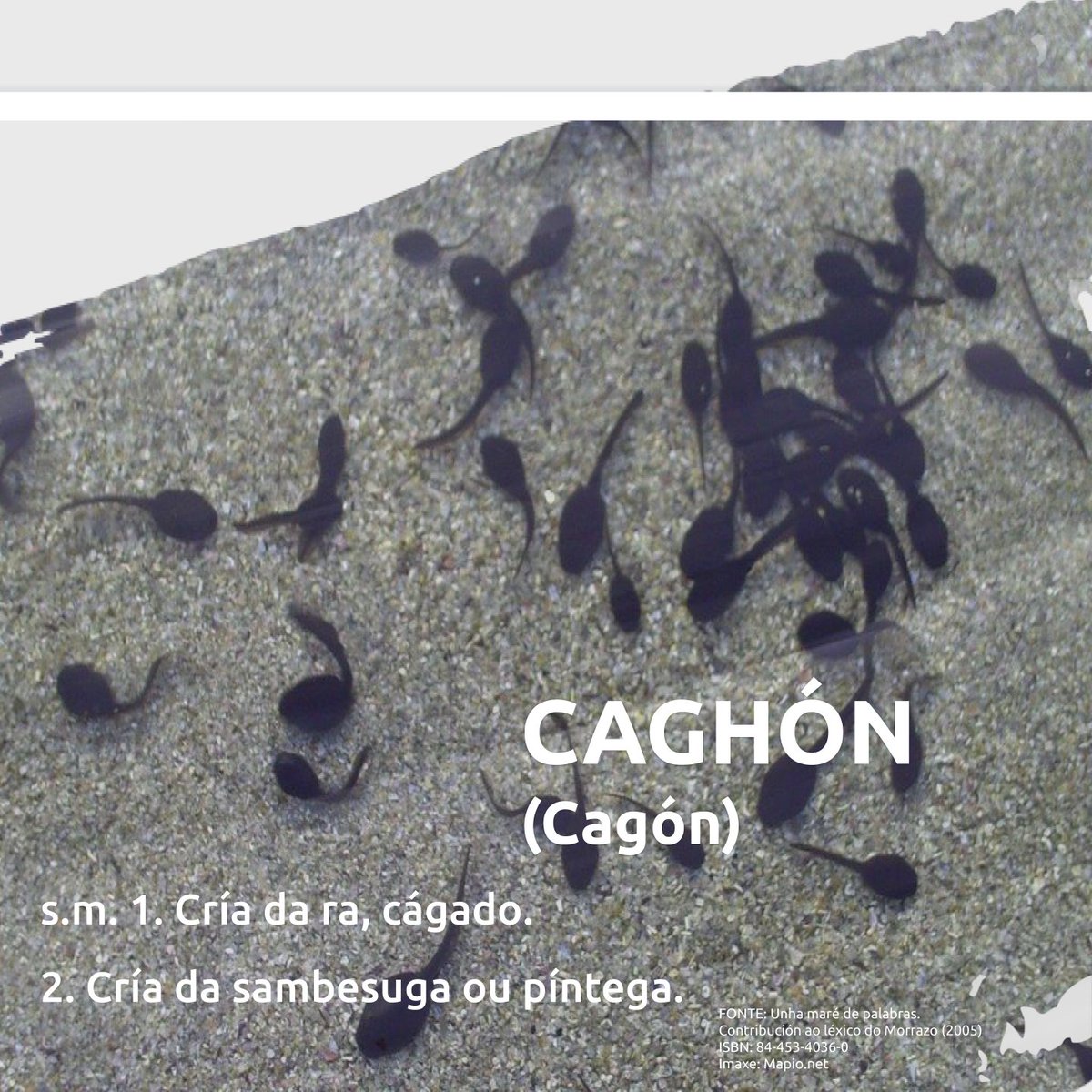 CAGHÓN 
(cagón)
🐸 s.m.
1️⃣ Cría da ra, cágado.
2️⃣ Cría da sambesuga ou píntega.
#Morrazo #Bueu #Cangas #Marín #Moaña #Vilaboa #RíasBaixas #galego