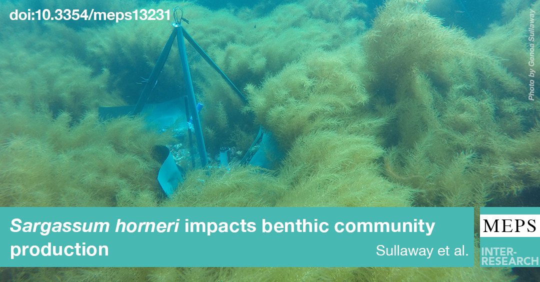 S. horneri presence contributes to ephemeral increases in gross community production and community respiration, but no significant changes to net community production in a kelp forest ecosystem. 
New study by <a href="/genoa_sully/">Genoa Sullaway</a> and @kelptalk available here: bit.ly/meps_637_45