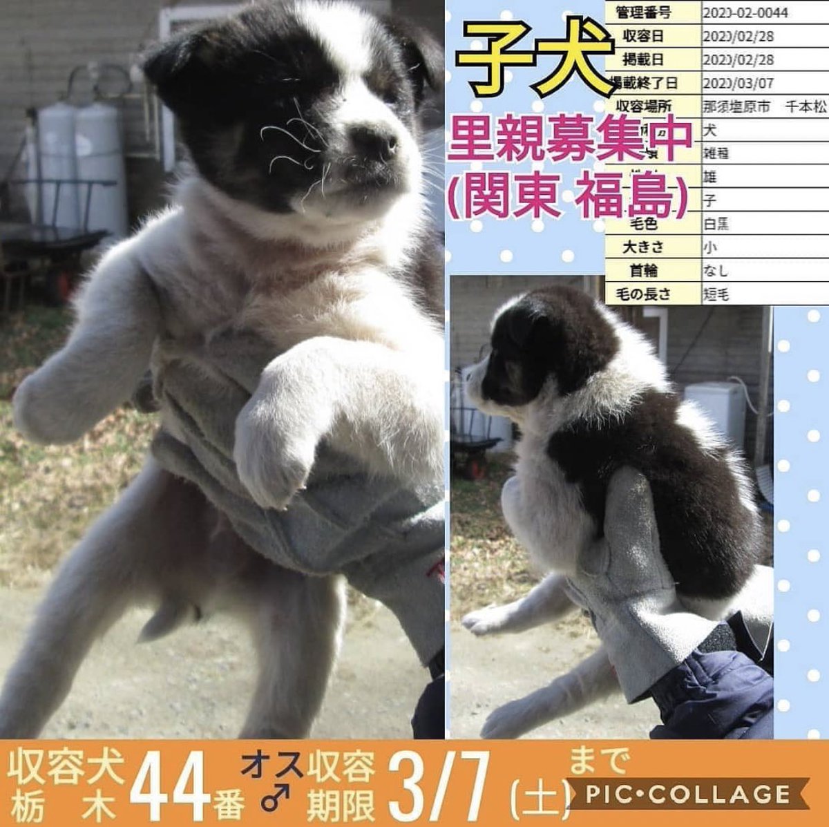 子犬里親募集
